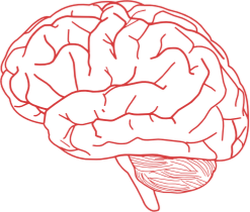 Vektorový obrázek boční pohled lidského mozku v růžové