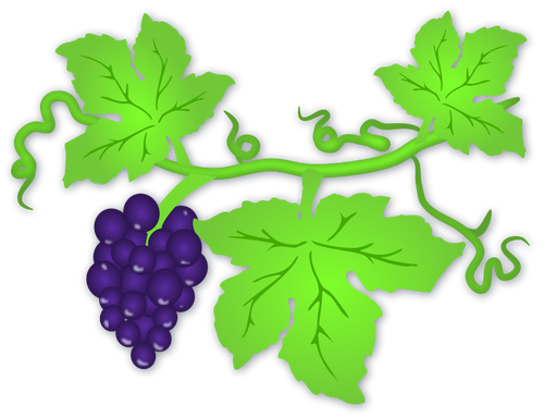 Ilustracja wektorowa dojrzałych winogron