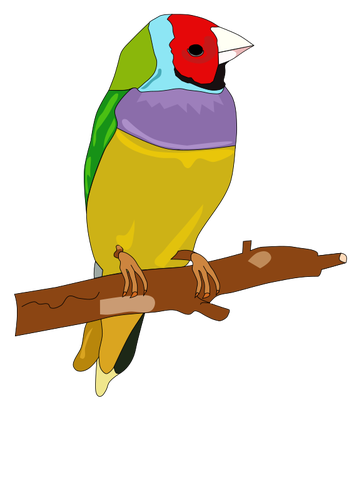 الطيور الملونة