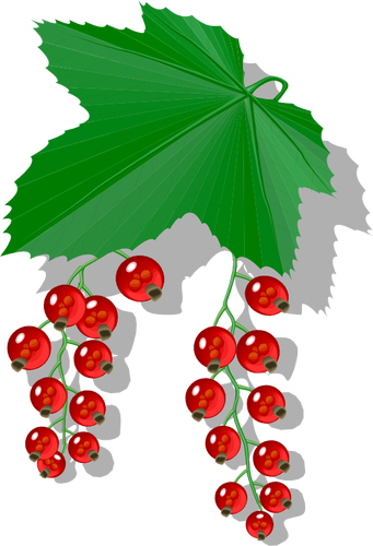 Red berries image