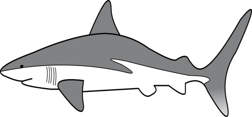 Eenvoudige haai