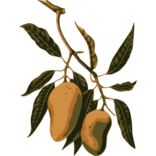 Mango fruit branch