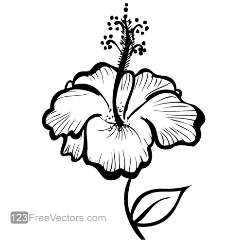 Flor de hibisco dibujado a mano
