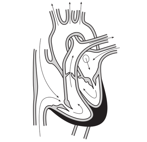 심장과 심장 챔버를 통해 혈액 흐름의 과정의 벡터 이미지.