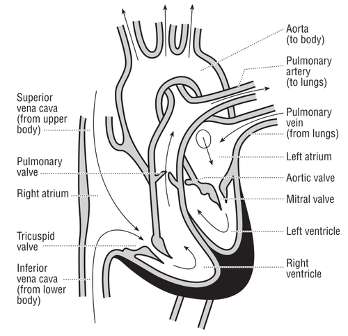 Vektorikuva sydämen ja veren virtauksen kurssista sydänkammioiden läpi.