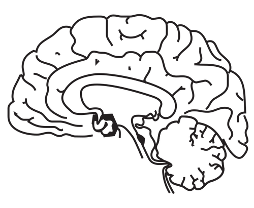 Menneskelige hjerne vektor image