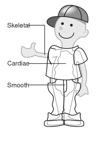 Vektor diagram dari tiga jenis otot
