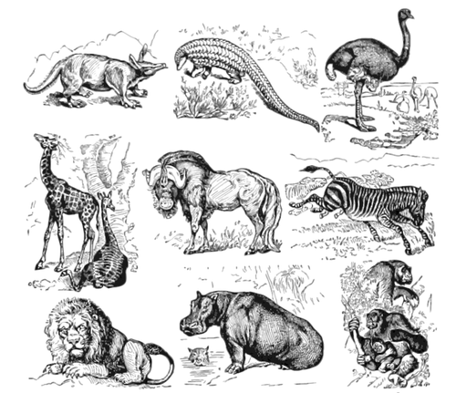 Afrikanische Tiere Vektor-Sammlung