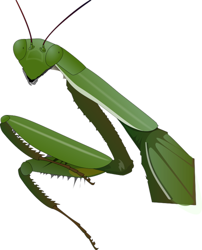 Praying mantis afbeelding