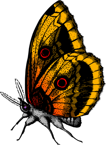 Butterfly in vlam kleuren