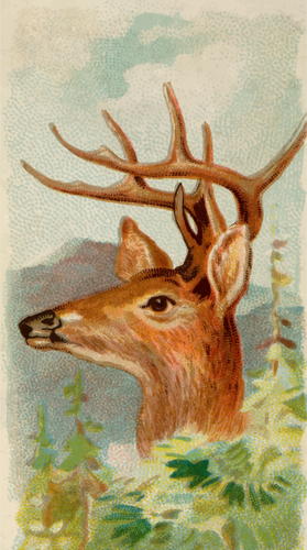 Virginian deer
