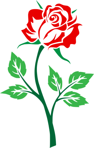 Culoare rose