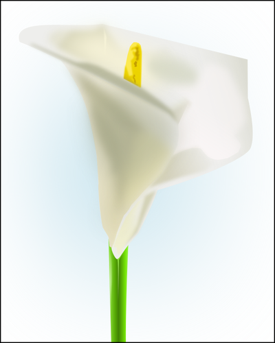 Lilly flower vector image