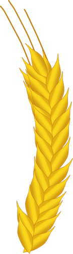 Ear of corn