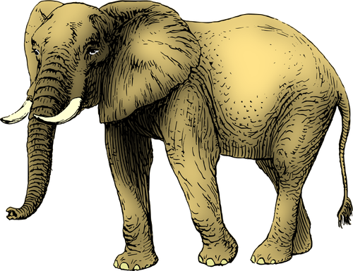 Elephant colored in yellow