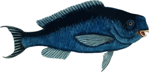 Albastru parrotfish