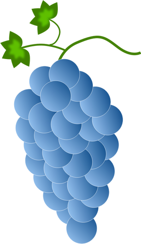 Winogrona granatowe