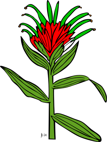 Castilleja 花植物的矢量图