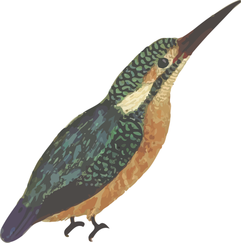 Kingfisher burung dalam warna penuh vektor gambar