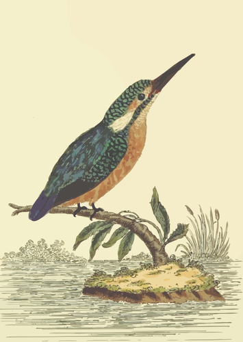Зимородок птица на дерево филиал векторное изображение