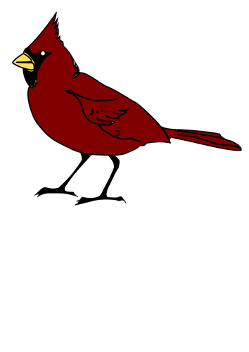 Kardinal fugl i rød farge utklipp