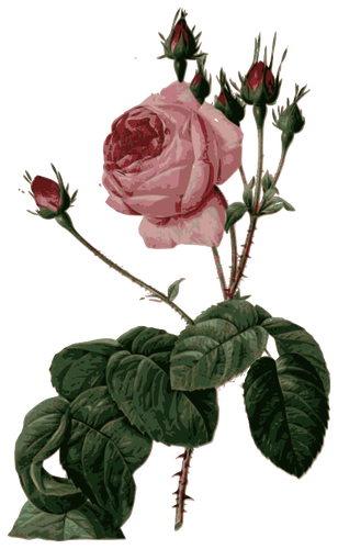 盛开的粉红色玫瑰叶