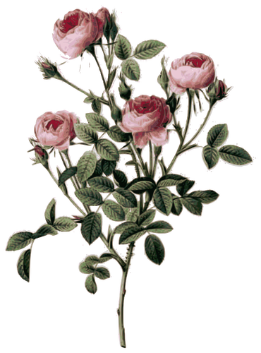 Pale pink rose buds