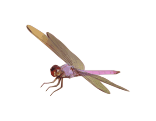 Dragonfly vector