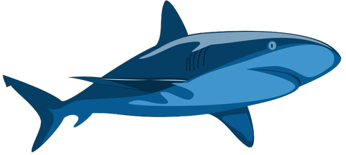 Obraz čistý žralok