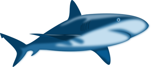 Grijze haai