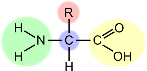 Vector de la imagen del esquema del aminoácido