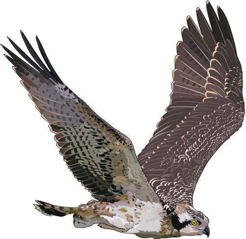 Western Osprey na ilustração de voo