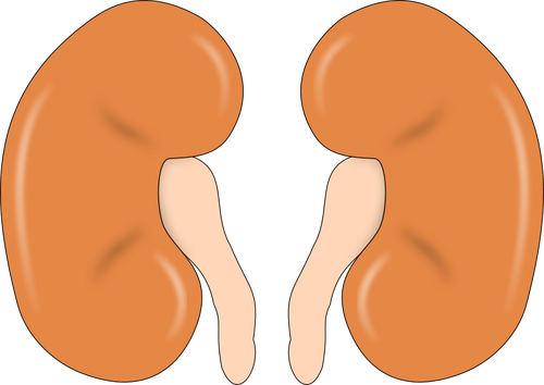 Illustration of kidneys