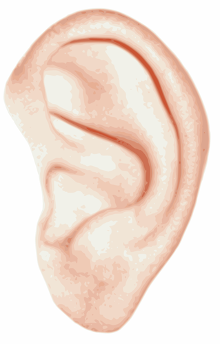 Ilustraţie vectorială a alb urechea umană