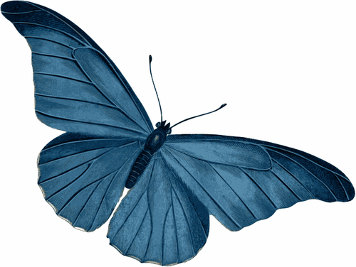 Modrý motýl vektor