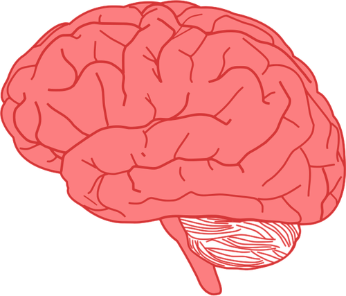 Vektor gambar pemandangan sisi otak manusia merah