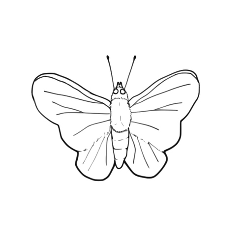 Butterfly line art vektorbild