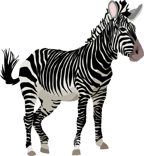 Vector graphics of color zebra animal