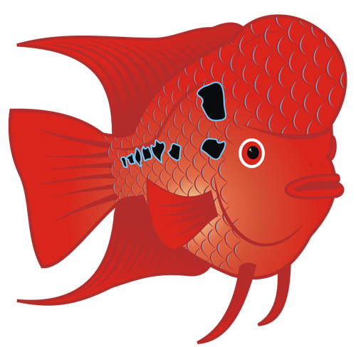 Flowerhorn 魚ベクトル画像