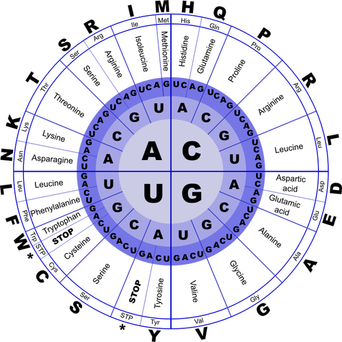 Genetisk kode RNA vektor image