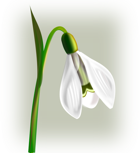 雪花莲与三个花瓣向量剪贴画