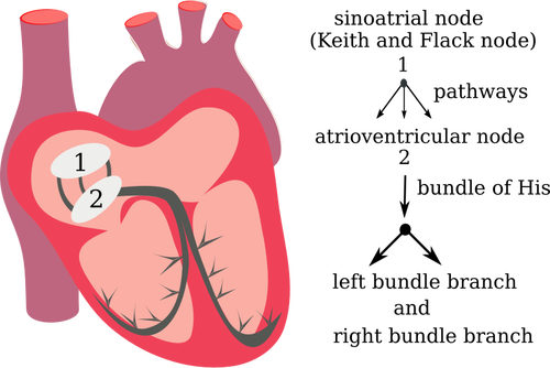 心臓の電気システムのベクトル描画