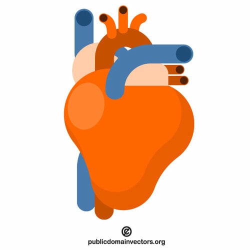 Herz-Anatomie-Vektor-ClipArt-Grafiken