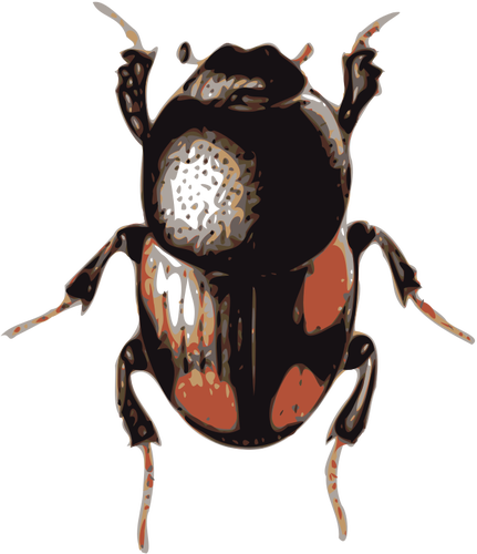 Escarabajo del escarabajo