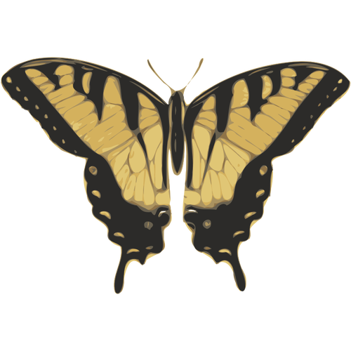 Vector image of tiger pattern butterfly
