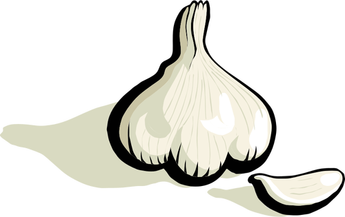 Garlic vector clip art
