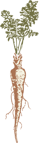 Vector image of a parsnip