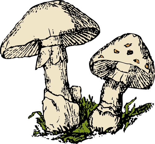 Vettore di due funghi