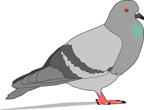 Color illustration of pigeon with shadow