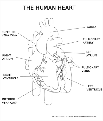 Vector image of the human heart